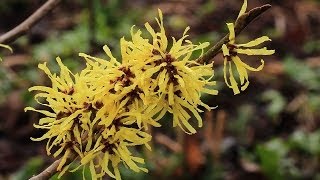 Zaubernuss Hamamelis  möglichst nicht zurückschneiden [upl. by Mandle649]