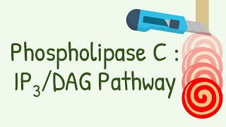 Phospholipase C  IP3 DAG Pathway  Gq protein pathway [upl. by Ellehcen]