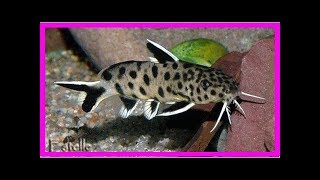 Keeping synodontis aquarium catfish [upl. by Akimehs]