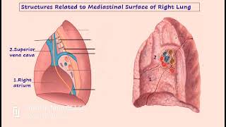 STRUCTURE RELATED TO MEDIASTINAL SURFACE OF LUNG [upl. by Veleda315]