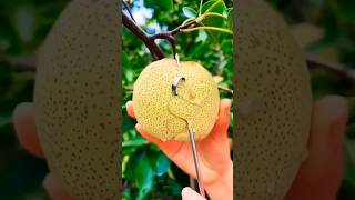 Different types Guess fruit name fruits quiz guess shorts viral fruitsname paheliyan ytshots [upl. by Watters]