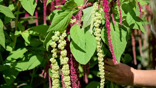 Amaranthus GrowALong [upl. by Valtin]