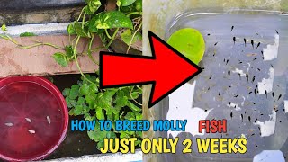 Molly Fish Breeding100 Breeding Molly FishHow To Breed Molly Fish Just 2 WeeksHow to breed Molly [upl. by Etteneg]