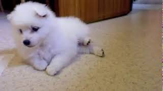 Japanese Spitz puppy for sale [upl. by Marsland]