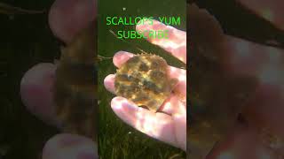 Scallops Bayport shorts bayport floridasportfishing fishingequipment fishing fishinggear [upl. by Hau175]