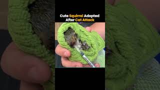 Cute Squirrel Adopted After CAT Attack ❤️🐿️ [upl. by Anom115]