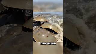 🦀 Horseshoe Crabs Not Actually Crabs 🦀 This Shocking Truth Revealed [upl. by Anav]