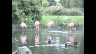 Flamingos im Kurpark von Bad Wildungen Reinhardshausen [upl. by Latrina]