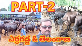 గేదెల సంత ఎర్రగడ్డ  Erragadda Buffalo Market Information  Murrah amp Jafrabadi Buffaloes Info [upl. by Treat556]