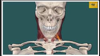 PREVERTEBRAL AND PARAVERTEBRAL REGIONS OF THE NECK AND ROOT OF THE NECK [upl. by Orpheus]