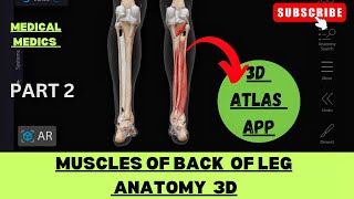 Muscles of Back of Leg  Muscles of Posterior Compartment of Leg  Medical Medics [upl. by Fletch]