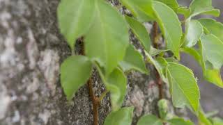 Parthenocissus quinquefolia  Virginia Creeper [upl. by Pinto244]