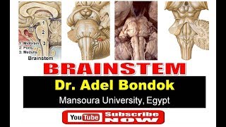 Brainstem Dr Adel Bondok [upl. by Gazo]