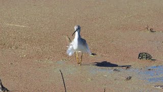 Greater Yellowlegs hunts on windy day [upl. by Moser]