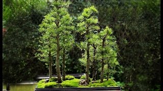 Larch forest bonsai Sept 2014 [upl. by Amleht641]