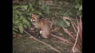 Foxes mating in London back yard [upl. by Shaikh]