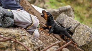 Deutscher Jagdterrier Welpe Gustl 913 Woche Rettungshundetraining Trümmer [upl. by Barbabra]