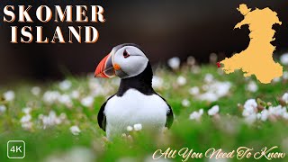 Skomer Island Travel Guide  The Puffins of Skomer Island  UK best Wildlife  Wales  Complete G [upl. by Aimac563]