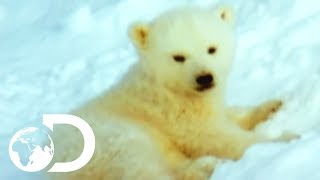 Mother Polar Bear And Her Cubs Come Out Of Hibernation  Wildest Arctic [upl. by Alaster22]