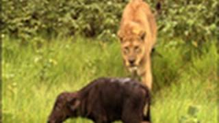 Surprise Kill The Last Lions Deleted Scenes  National Geographic [upl. by Ellerd]