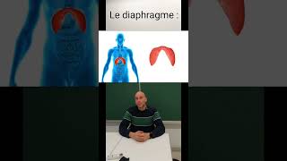 Diaphragme  inspiration et expiration [upl. by Lorak]