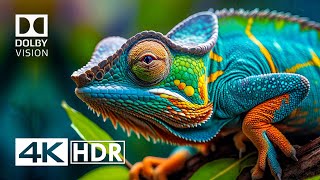 4K HDR Video ULTRA HD 120 FPS  Dolby Vision [upl. by Macri]