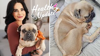 My Dog Had Emergency Surgery  IVDD What You Need to Know [upl. by Eatton]