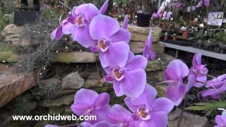 OrchidWeb  Phal schilleriana 2N [upl. by Rotsen]