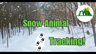 Tracking Animals In The SnowHow to Identify and Follow Wildlife Signs [upl. by Atsejam59]