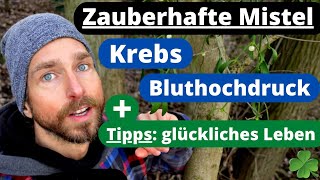 Zauberpflanze Mistel bei Krebs und Bluthochdruck  Tipps zur Vorbeugung von Krankheiten [upl. by Ahsinhoj792]