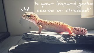 8 Signs Your Leopard Gecko is Scared or Stressed Out [upl. by Malonis48]