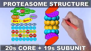 Molecular Structure of Proteasome [upl. by Moht]