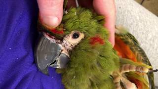 RedFronted Macaw Rocko with Itchy New Feathers [upl. by Annis]