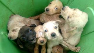 Filhotes de cachorros abandonados em lata de lixo em São Joaquim [upl. by Weywadt]