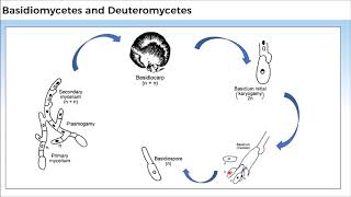 11B024 CV 3 Basidiomycetes and Deuteromycetes [upl. by Olsewski]