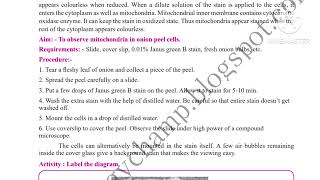 11th Biology practical No2 To Observe Mitochondria in Onion Peel Cells 11th practical 2 Biology [upl. by Droc264]