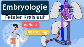 Embryologie  Fetaler Kreislauf einfach erklärt [upl. by Retsbew]