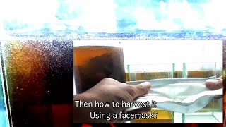 Tips  How To Filter Infusoria Using a Face Mask [upl. by Nicol]