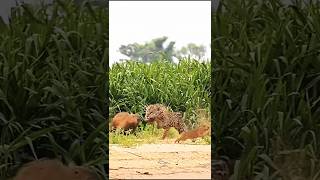 Terrifying Moment Macan Tutal Makan Capybara – Full Encounter [upl. by Scopp]