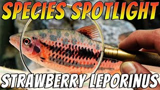 Strawberry Leporinus  Leporinus granti  Rare Freshwater Tropical Aquarium Fish [upl. by Vano]