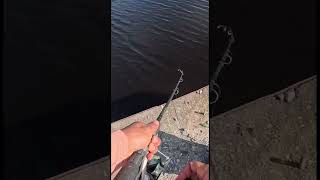 Shiners Are Perfect Bait fishing fish shorts mancing outdoors nature [upl. by Nauqaj]