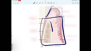 periodontology 1 2025  Omar [upl. by Htebesile]