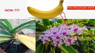 Reasons For Rhynchostylis Orchid Leaves Turning Yellow at base and How To Fix This [upl. by Keryt]