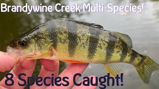 MultiSpecies Fishing A New Spot On Brandywine Creek 8 SPECIES CAUGHT [upl. by Sexela]