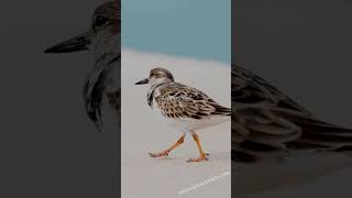 Capturing the charm of a Ruddy Turnstone in action [upl. by Neda667]