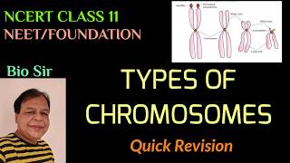 Types of chromosomesStructure ShapeOrganization  Cell Unit of Life  Class 11  NEET  NCERT [upl. by Isoj]