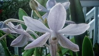 Plants in the City 5 Neofinetia falcata Overview Japanese Samurai Orchid [upl. by Hett]