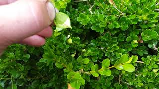 Identifying and controlling Boxwood Leafminer [upl. by Borrell467]