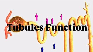 Tubules Function Excretory system PCT DCT HENLE LOOP COLLECTING DUCT [upl. by Aneelehs]