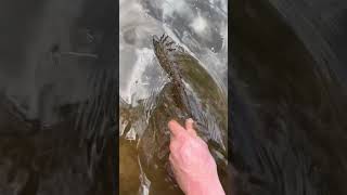 Terrigal lagoon session solid fish🤙🤘 flathead fish [upl. by Thekla]